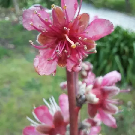 Casa Jone * Томар