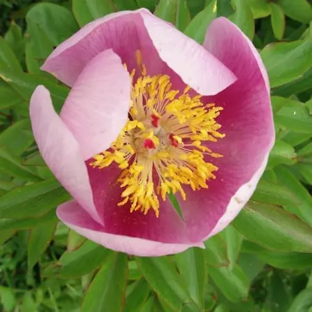 Дом отдыха Casa Jone *