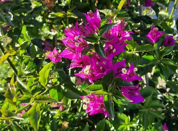 Casa Jone Дом отдыха Томар