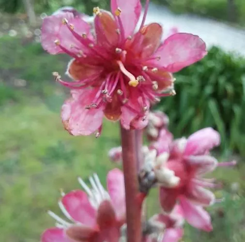 Casa Jone * Томар