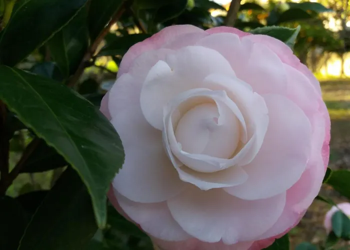 Casa Jone Дом отдыха Томар