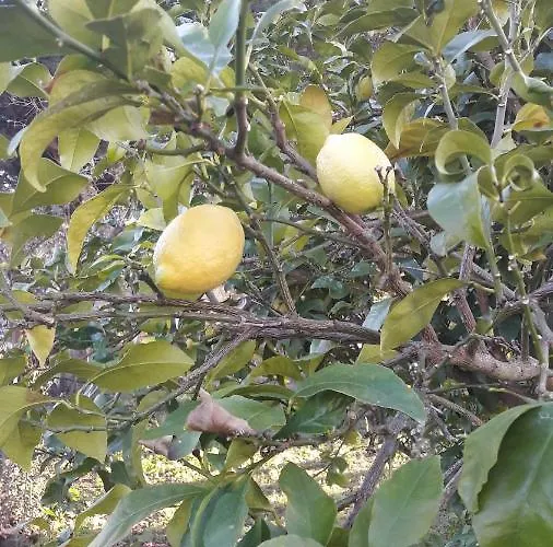 Casa Jone Дом отдыха